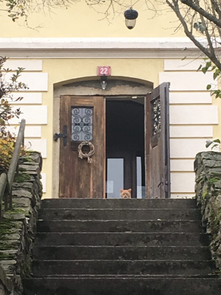 jiri kralovec feet 5 scaled