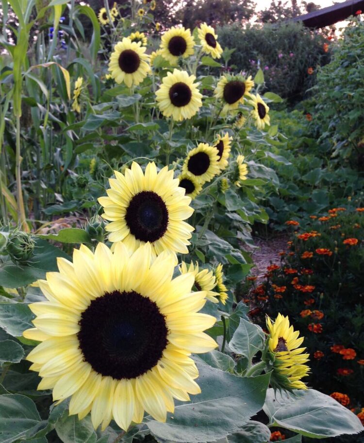 julia faye davison feet 4