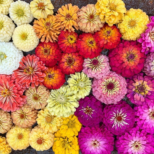 julia faye davison feet 5