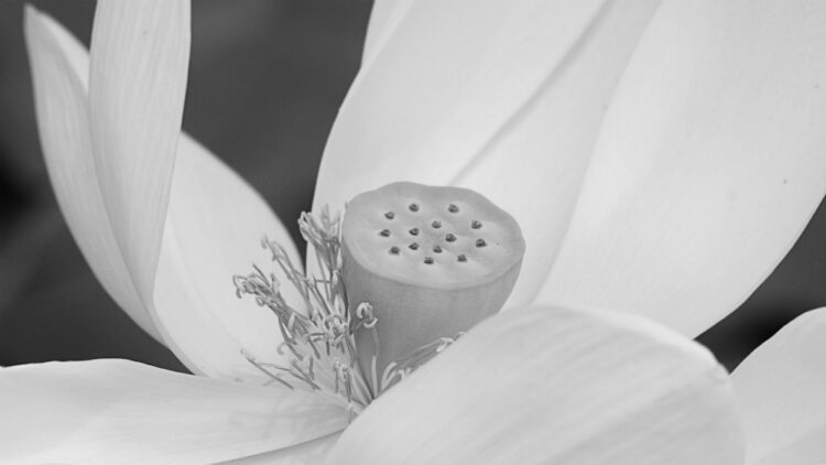 julia kasdorf feet 6