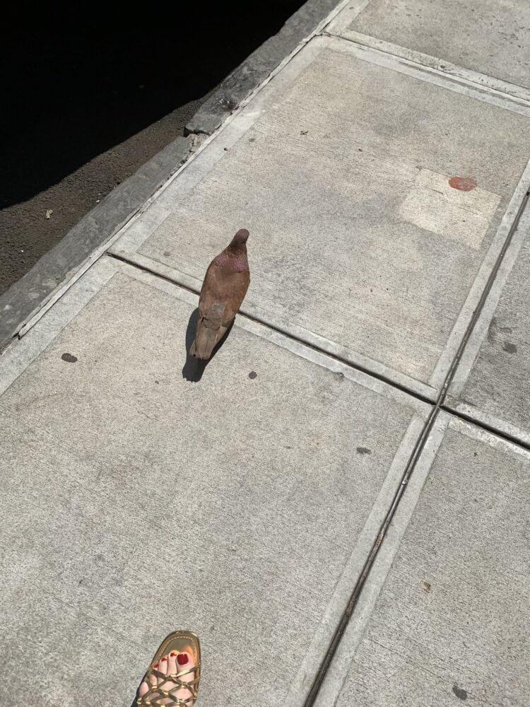 julie roginsky feet 2