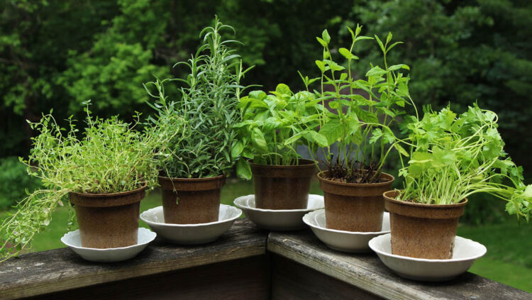 juliet blankespoor feet 5