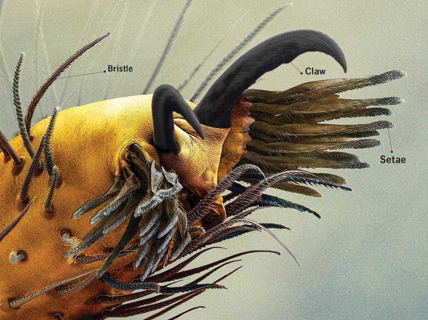 jumpingspider feet 1