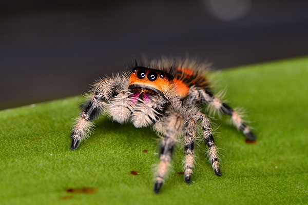 jumpingspider feet 2