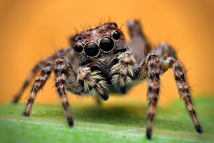 jumpingspider feet 5