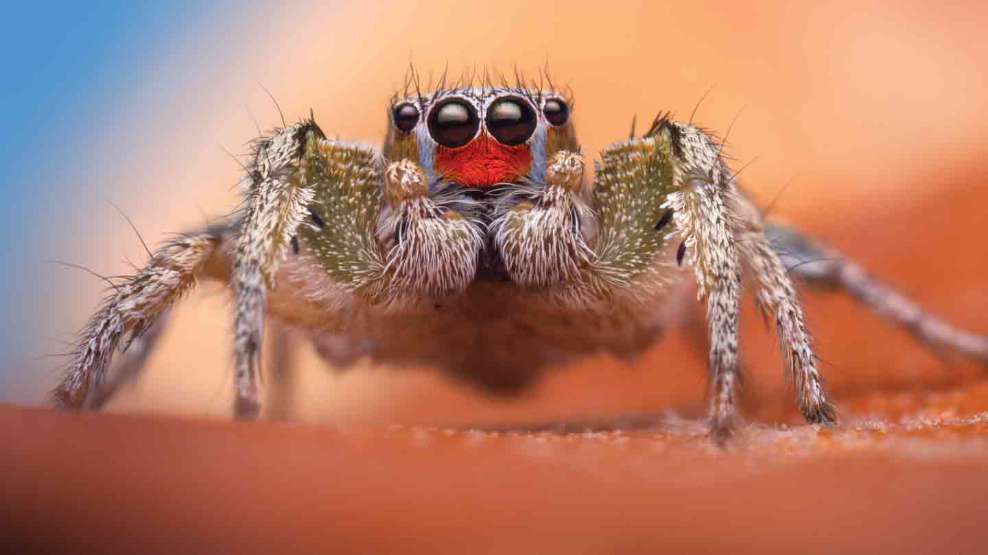 jumpingspider feet 6