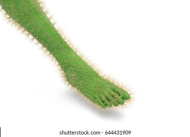 kactus feet 1