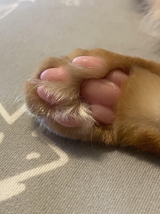 kam chocolatebubblegum feet 4