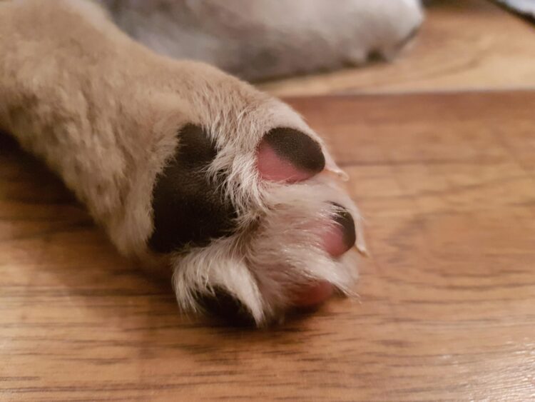 kara corvus feet 4 scaled