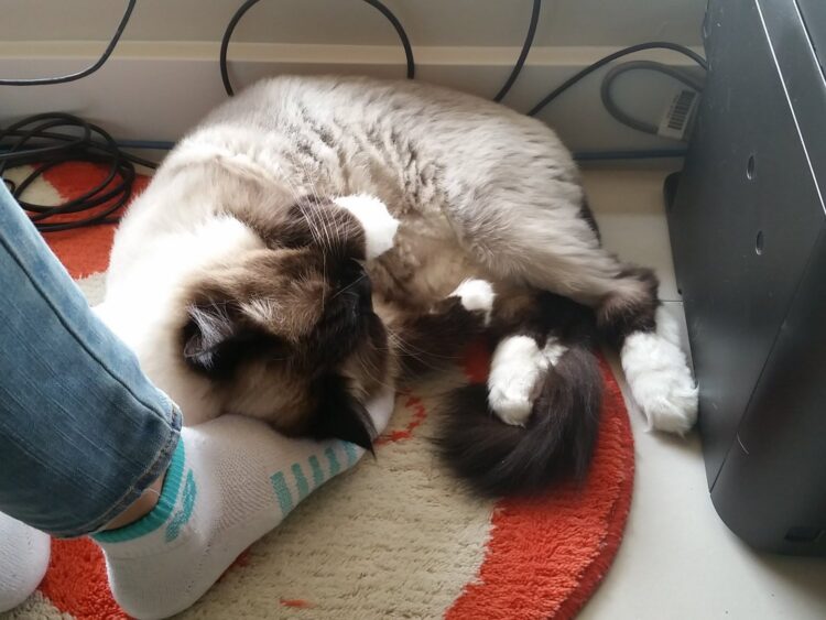 kate letourneau feet