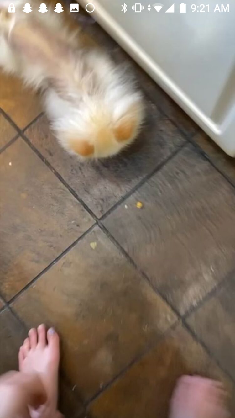 kendall levin feet 6