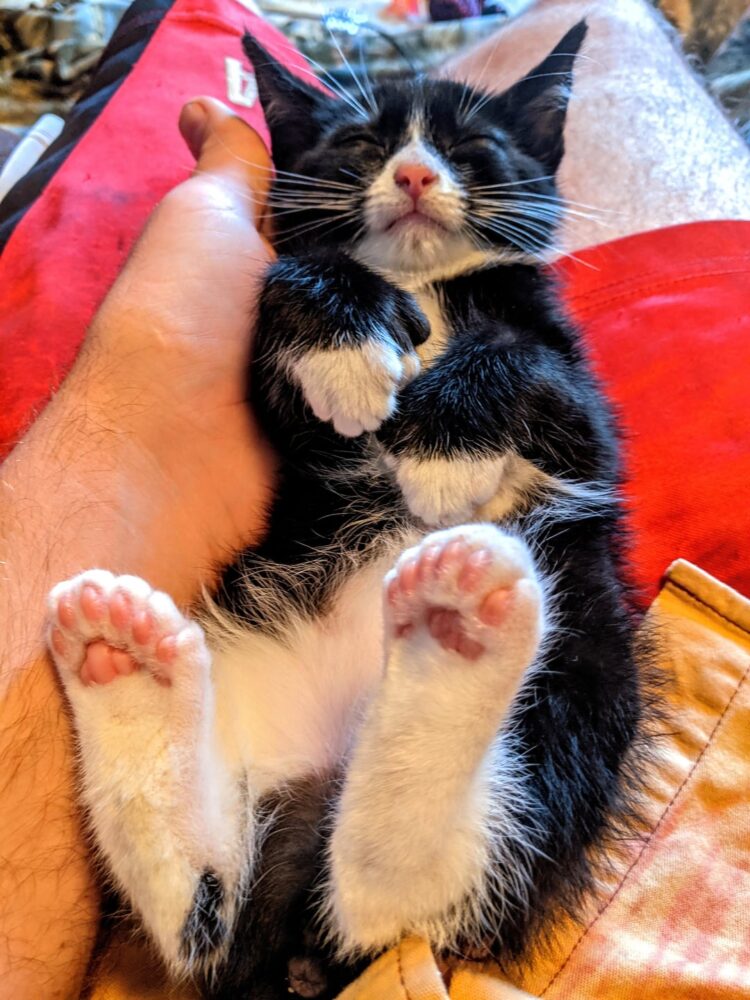 Kiki Hermetic Kitten Feet