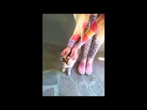 kiki hermetic kitten feet