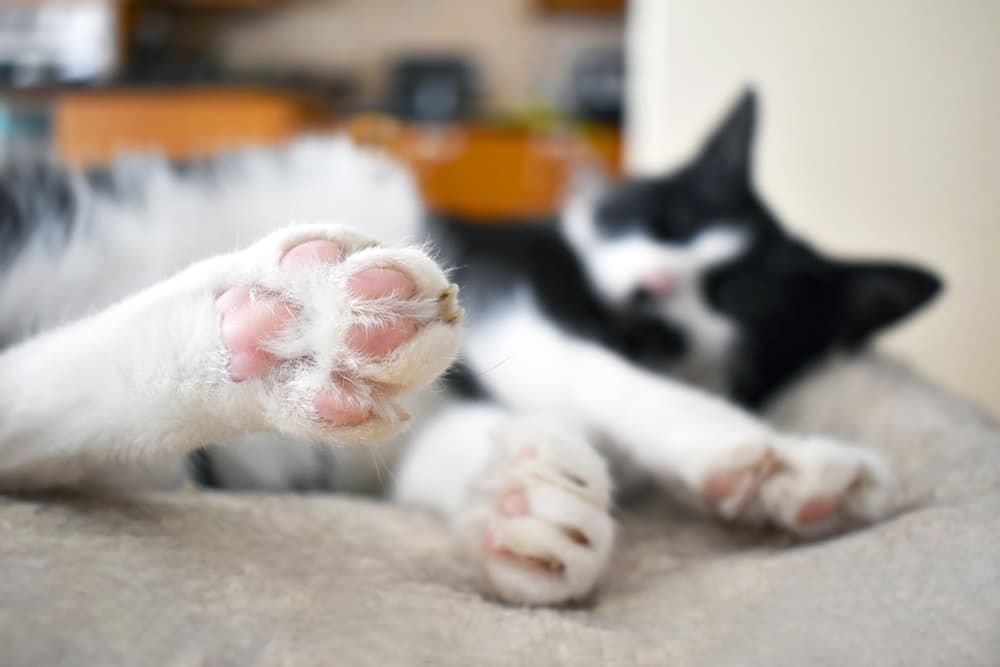 kittens feet 4