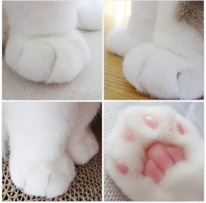 kittens feet 5