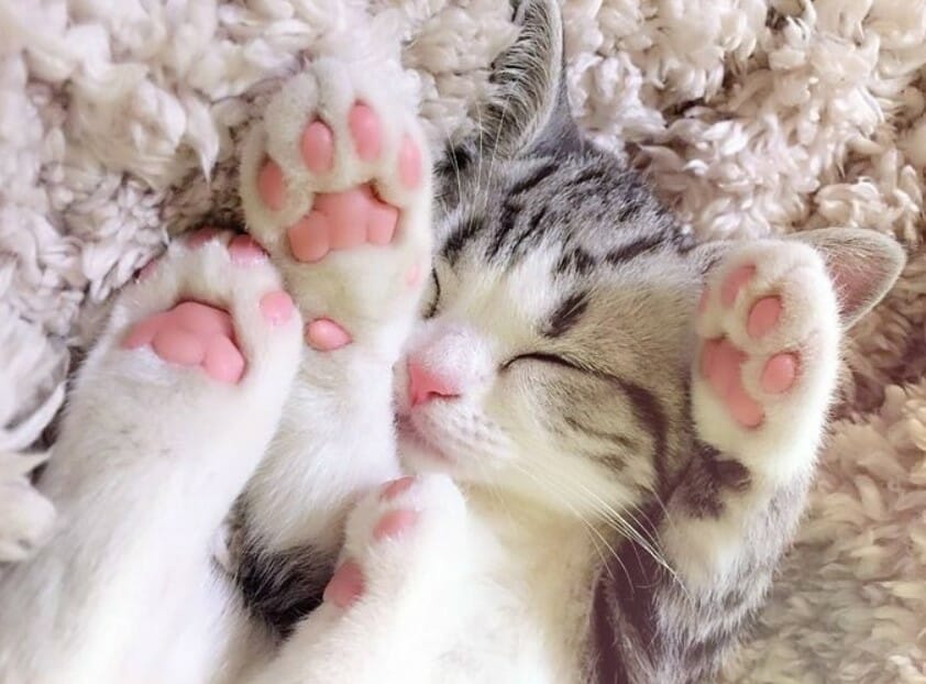 kittens feet