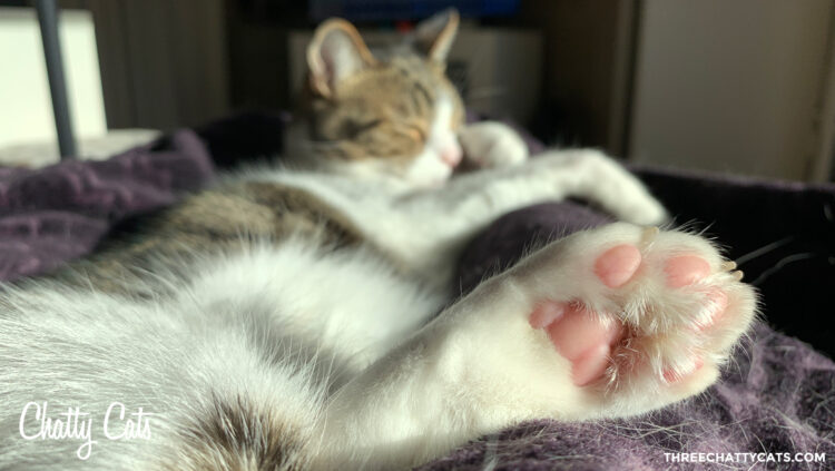 kitty slack feet 4