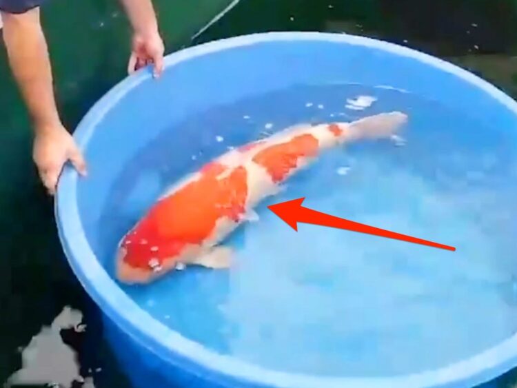 koi grand feet