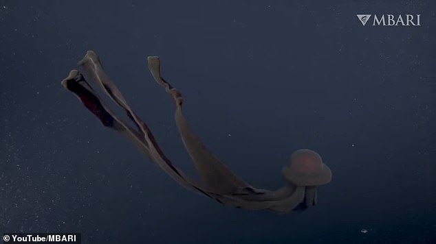 kylie the jellyfish feet 5