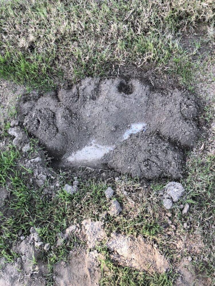 latasha harlins feet 1