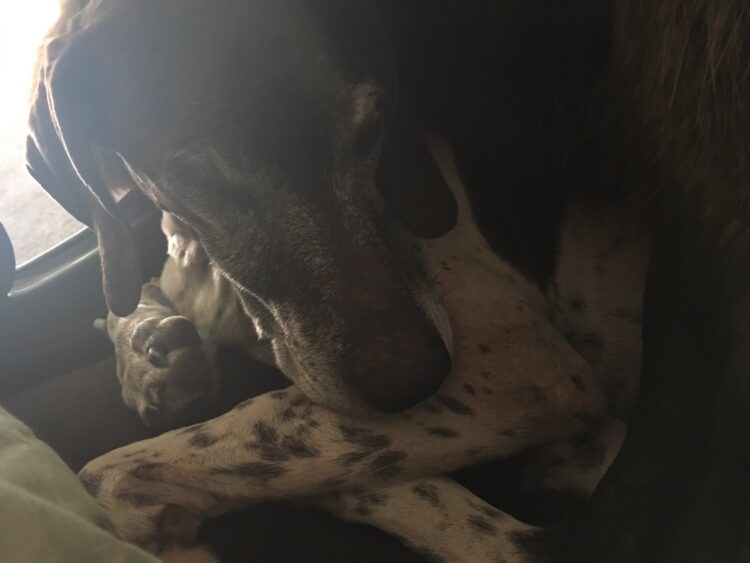 lauren chandler feet 2