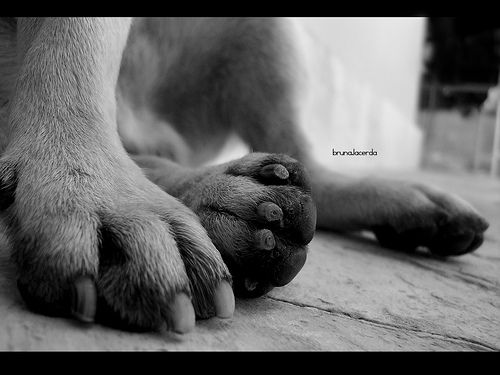 lauren de la cerda feet 4