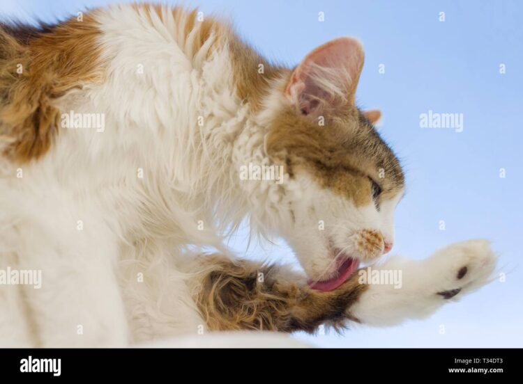 lenguas de gato feet 4