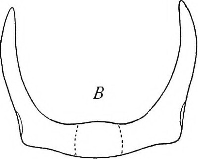 libbie henrietta hyman feet 1