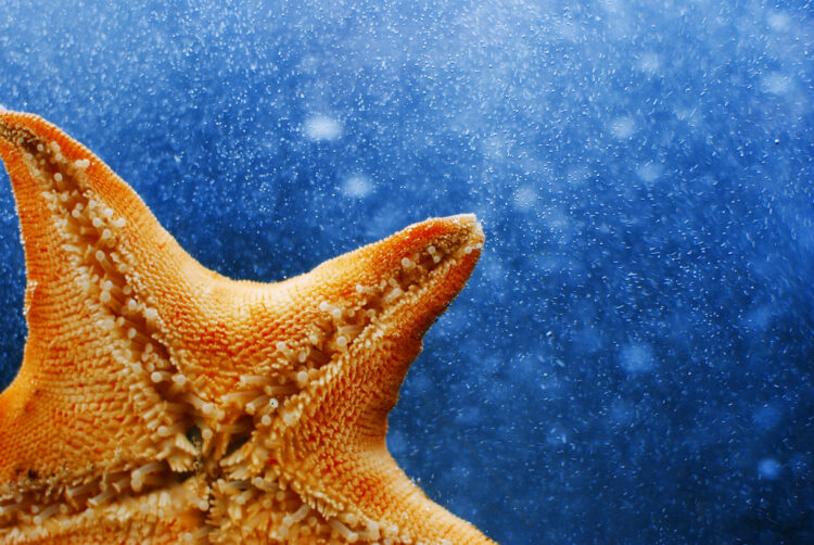 lisa williams feet 3