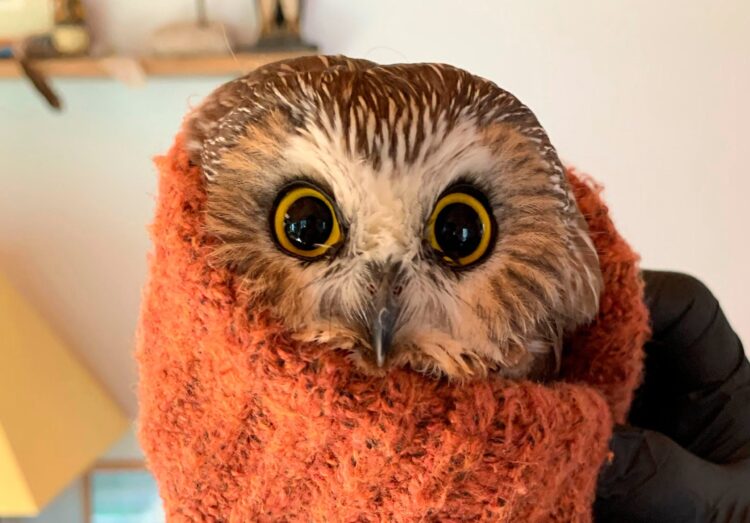 little book owl feet 6 scaled