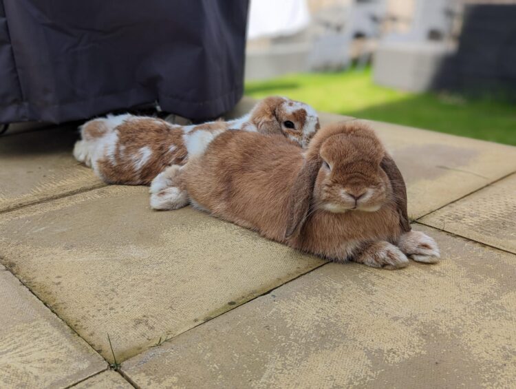 Lopbunnies Feet