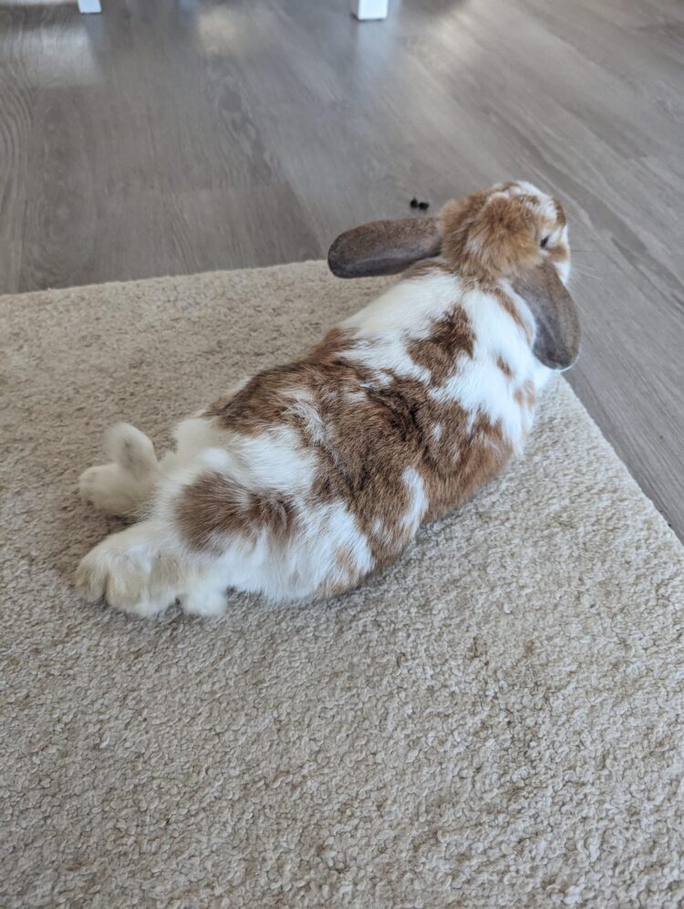 lopbunnies feet 4 scaled