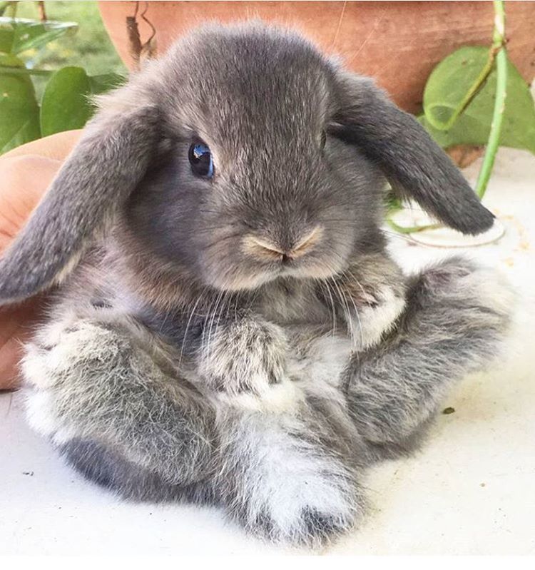 Lopbunnies Feet