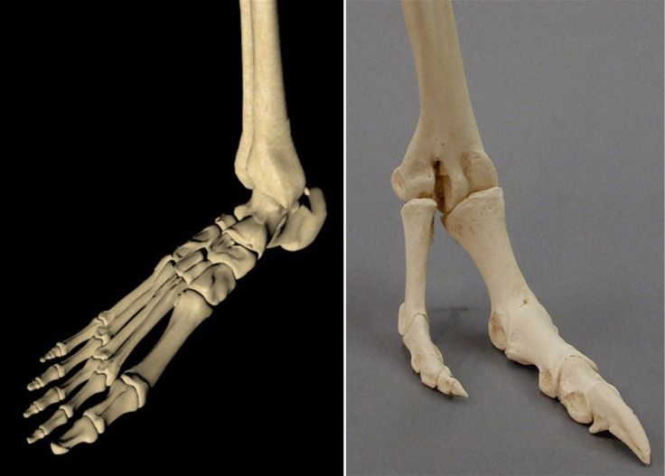 lu del aguila feet 6