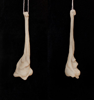 luciana fernandez feet 4