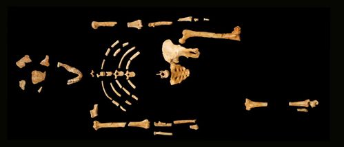 lucy st louis feet 5