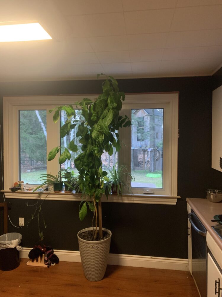 maegan lemons feet 4 scaled