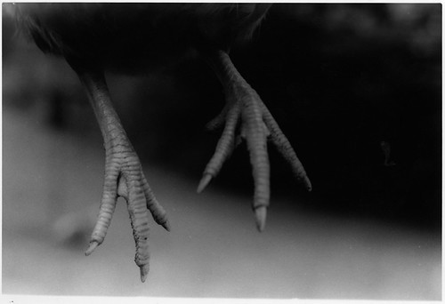 maeve higgins feet 2