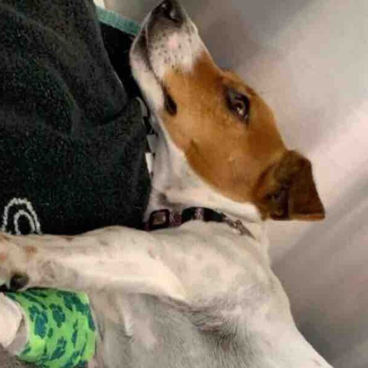 marcella campos feet 6