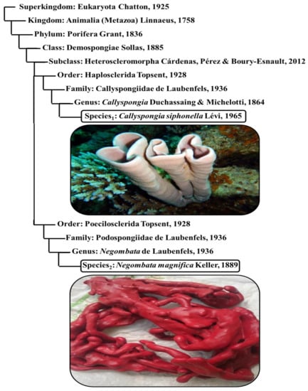 maria cristina mel de almeida costa feet 2