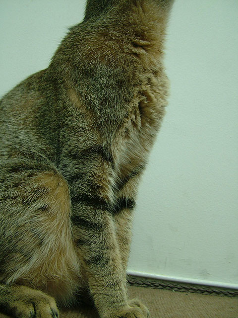 mariana nobrega feet 1