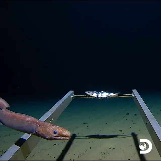 marianas study corner feet 4