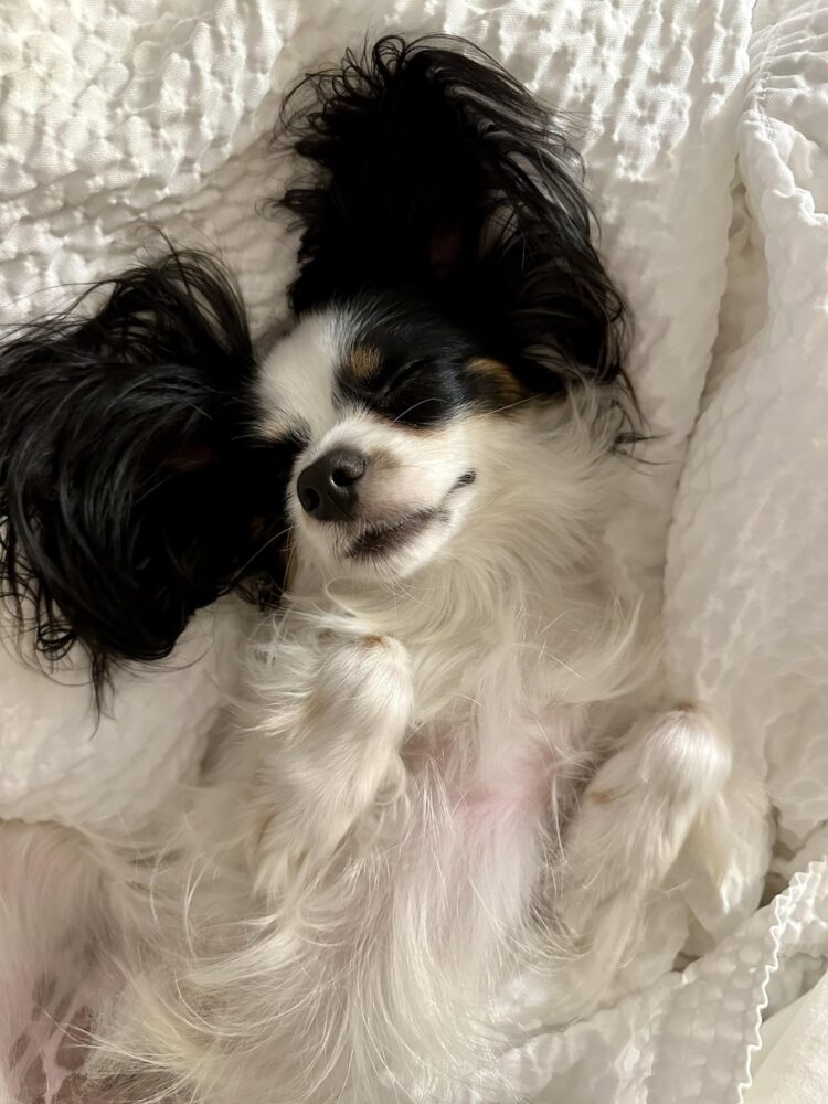 marie papillon feet 6