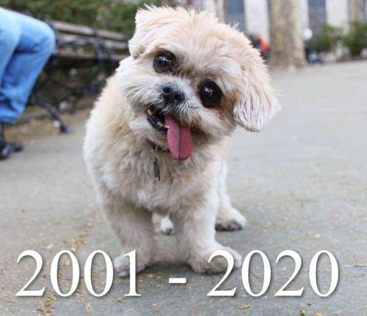 marnie the dog feet 1