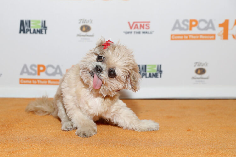 marnie the dog feet 3 scaled