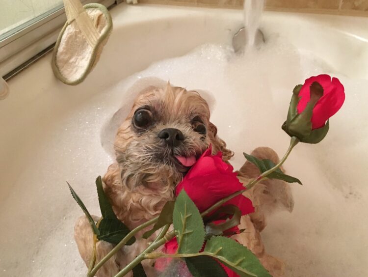 marnie the dog feet 6