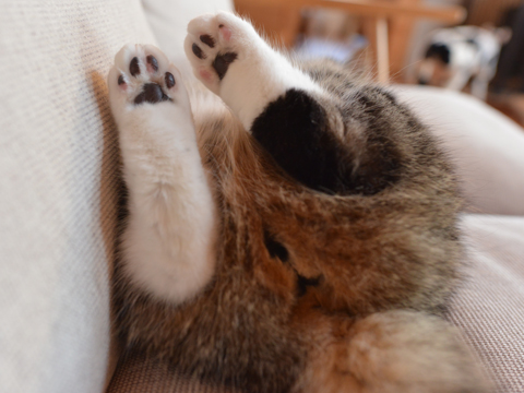 maru feet 1