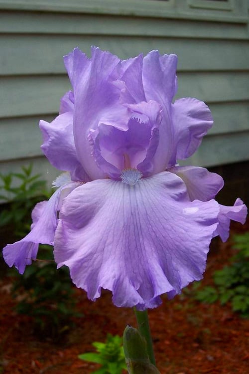 mary frances berry feet 5