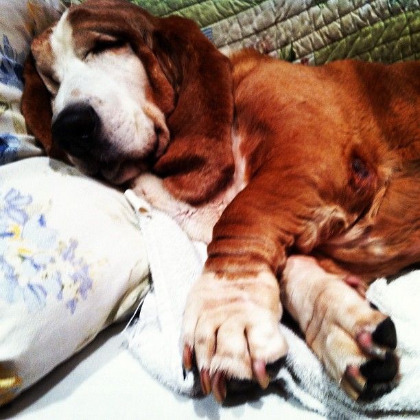 melissa bassit feet 6