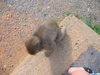 melissa mills feet 3